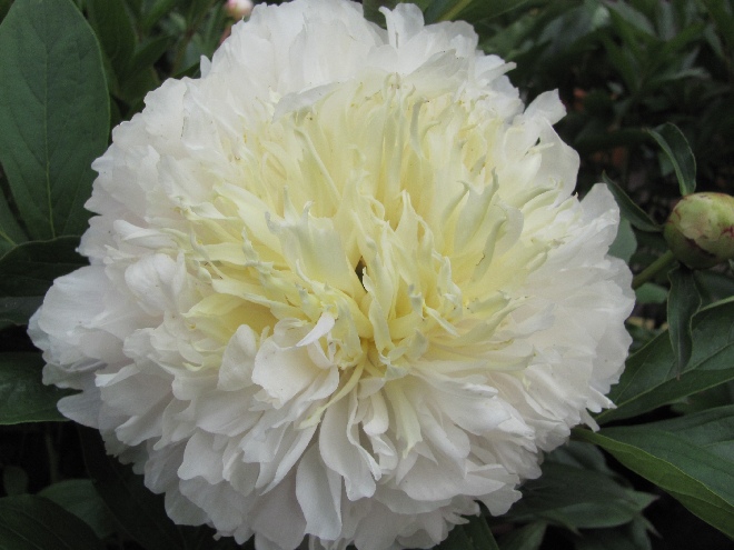 Paeonia 'My Love' Pioenroos