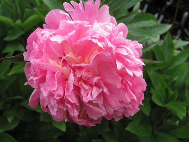 Paeonia 'Duchess of Orleans' Pioenroos