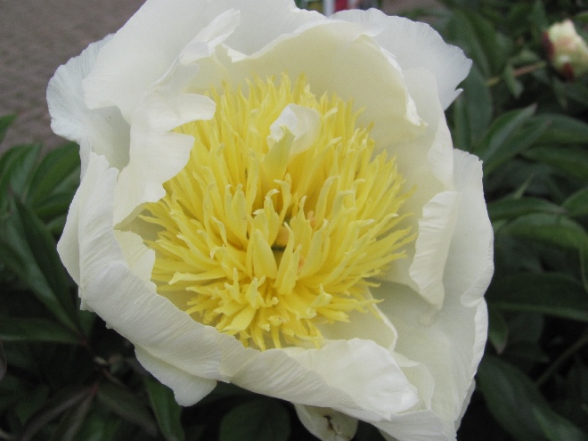 Paeonia 'Cheddar Gold' Pioenroos