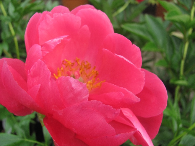 Paeonia 'Ellen Cowley' Pioenroos