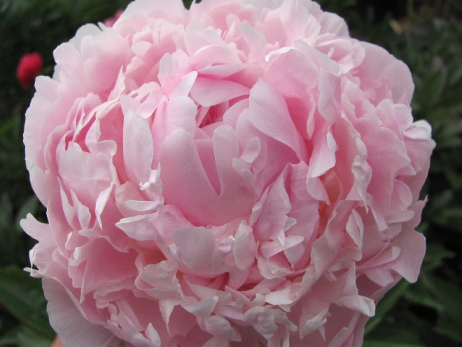 Paeonia 'Pillow Talk' Pioenroos