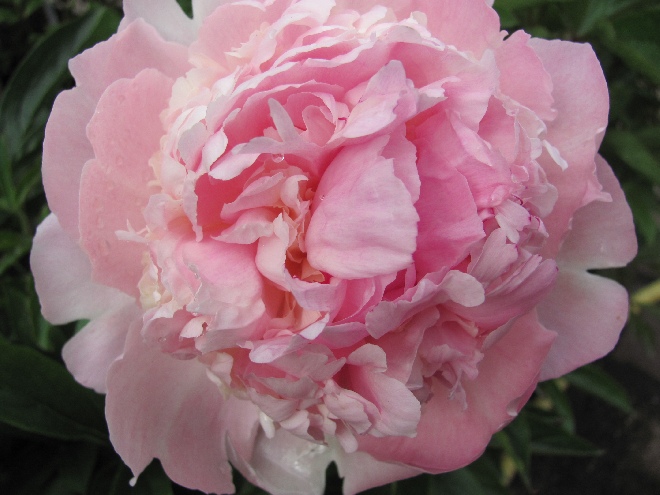 Paeonia 'Angel Cheeks' Pioenroos