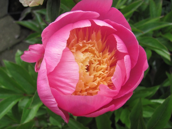 Paeonia 'Bowl of Beauty' Pioenroos