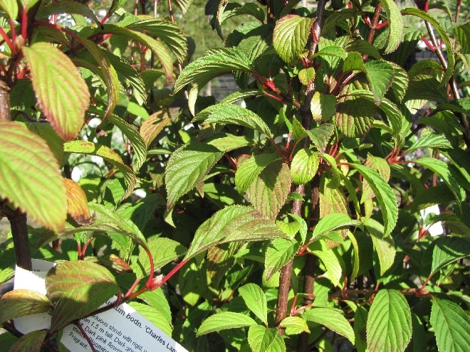 Viburnum bodnantense 'Charles Lamont' Viburnum Gelderse roos