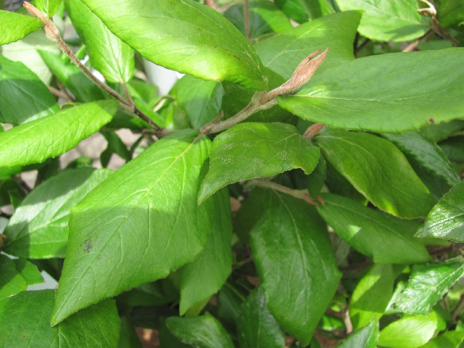 Viburnum burkwoodii 'Mohawk' Sneeuwbal
