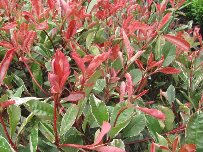 Photinia fraseri 'Cassini' (Pink Marble) Glansmispel