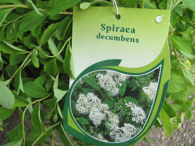 Spiraea decumbens Spierstruik
