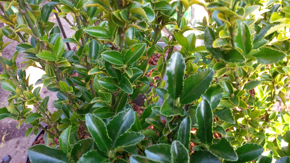 Euonymus japonicus 'Green Spire' Kardinaalshoed