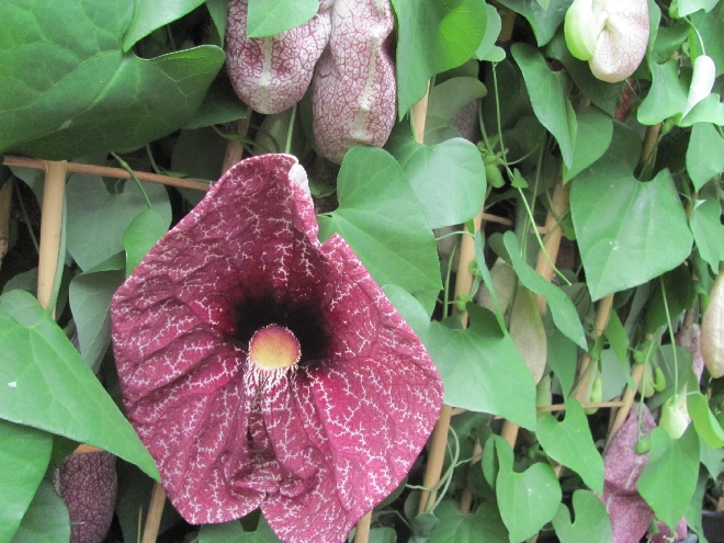 Aristolochia grandiflora Duitse Pijp