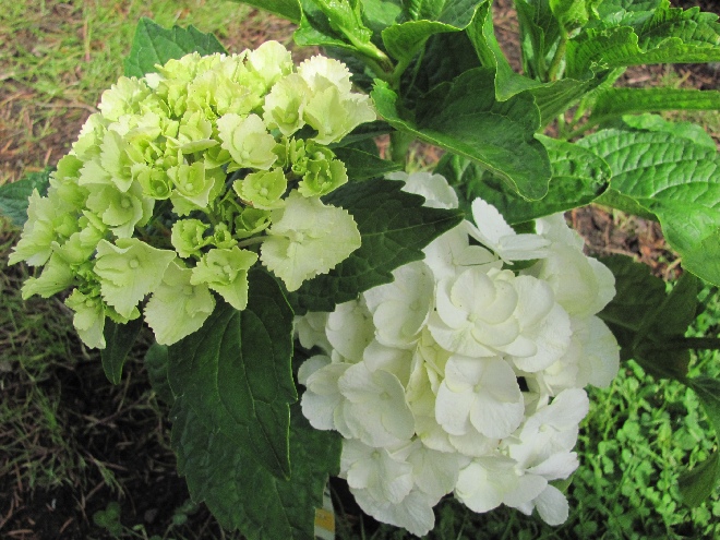 Hydrangea macrophylla 'Ave Maria' Hortensia