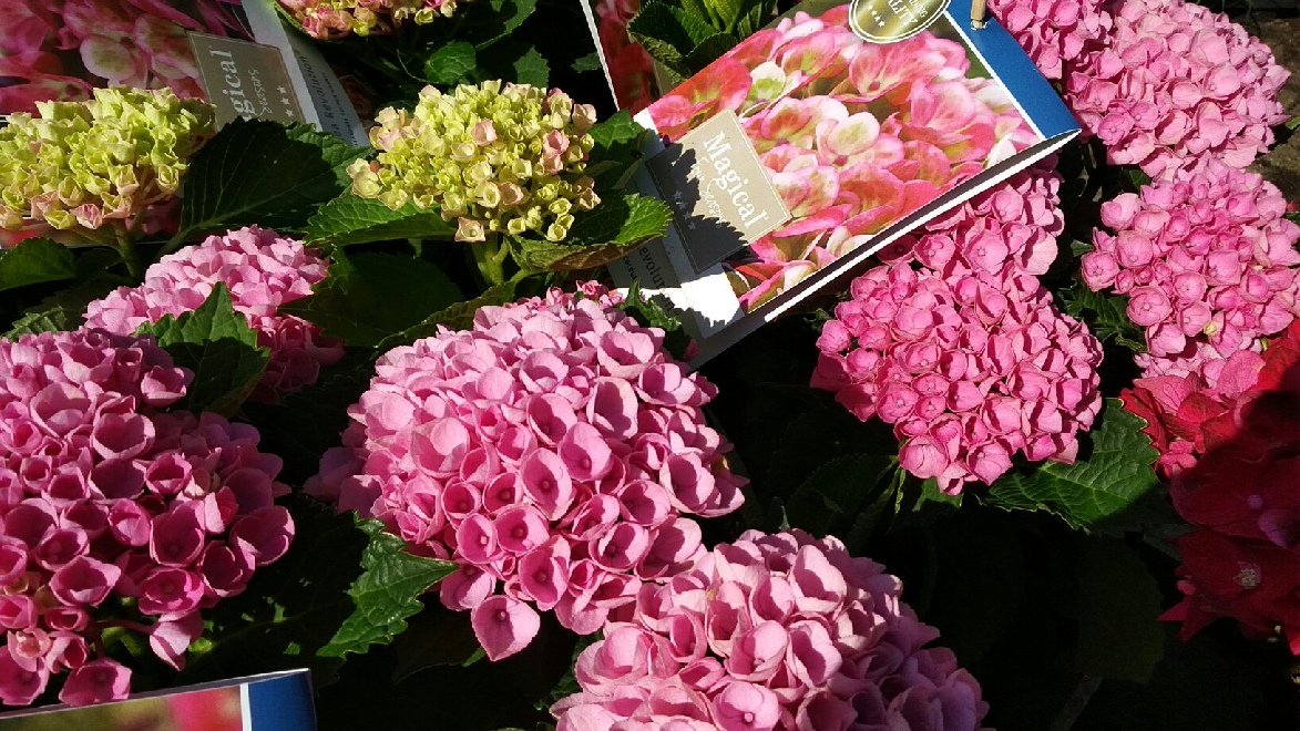 Hydrangea macrophylla 'Hokomarevo' (Magical Revolution) BLUE Magical Hortensia