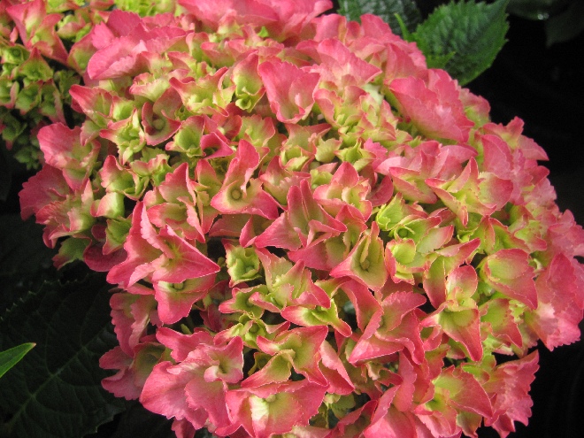 Hydrangea macrophylla 'Kolmasa' (Magical Sapphire) Rozerode Magical Hortensia