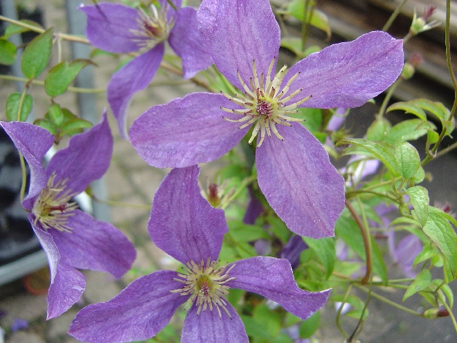 Clematis 'Zosusk' (Sunny Sky) Bosrank