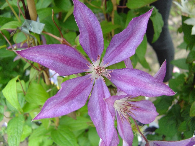 Clematis 'Bagatelle' (Dorothy Walton) Bosrank