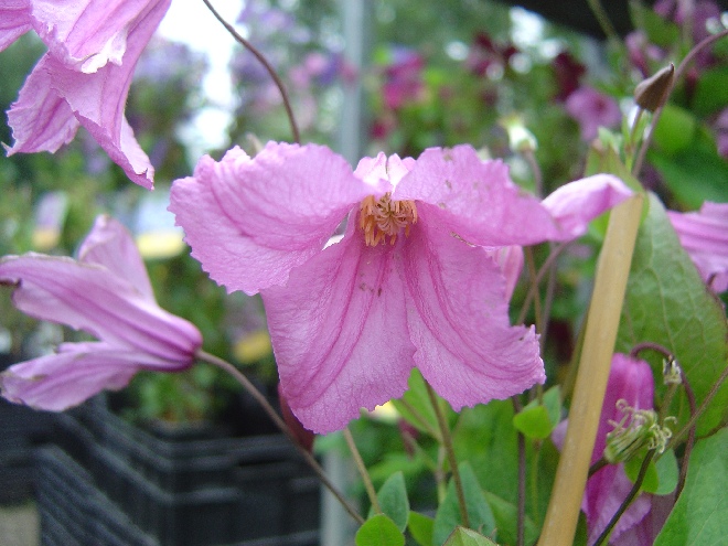 Clematis 'Aljonushka' Bosrank