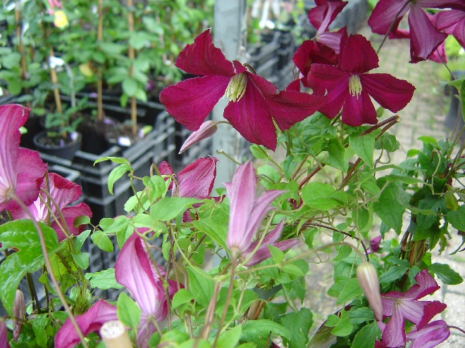 Clematis 'Madame Julia Correvon' Bosrank