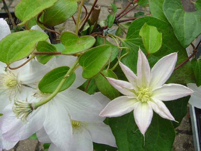 Clematis 'Shirayukihime' Bosrank