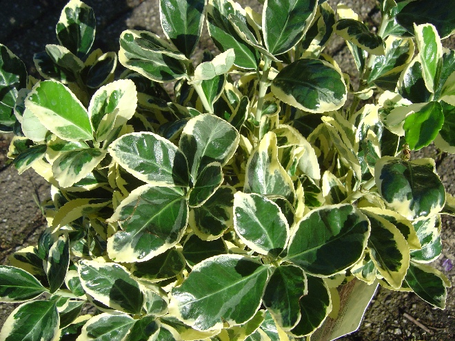 Euonymus japonicus 'Silver Krista' Kardinaalshoed