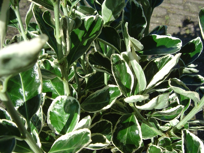 Euonymus japonicus 'Kathy' Kardinaalshoed