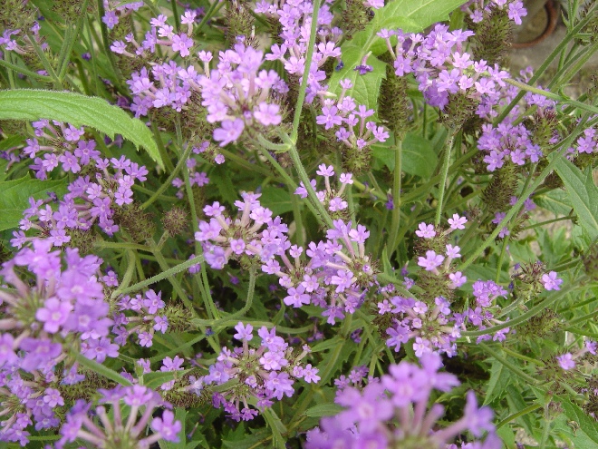 Verbena rigida IJzerhard