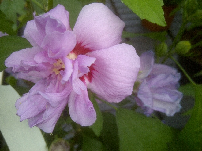 Hibiscus syriacus 'Ardens' Althaeastruik