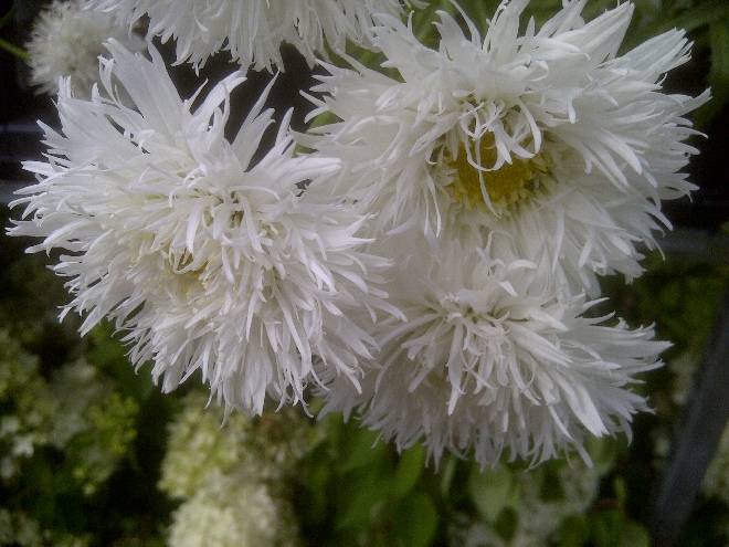 Leucanthemum  'Aglaia' Margriet