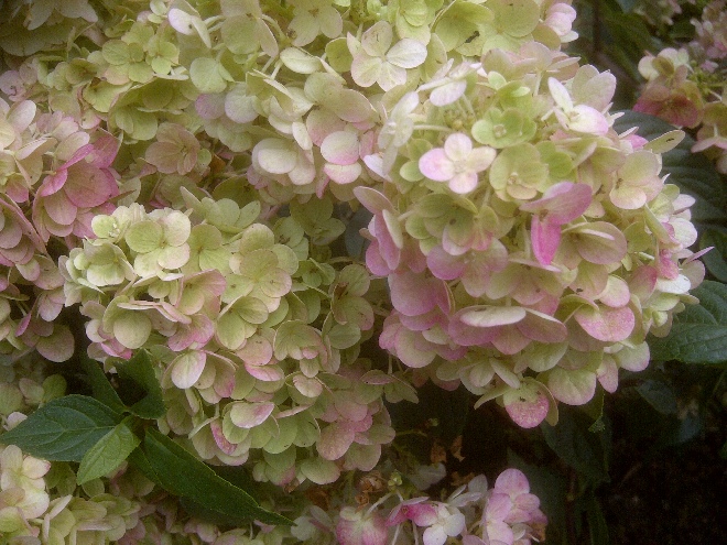 Hydrangea paniculata 'Darlido' (Dart's Little Dot) Pluimhortensia