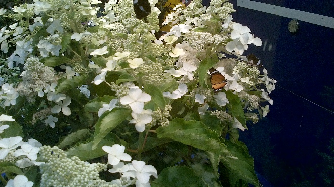 Hydrangea paniculata 'Levana' Vlinderhortensia