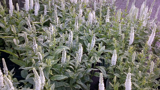 Veronica longifolia 'Charlotte' Bonte Ereprijs