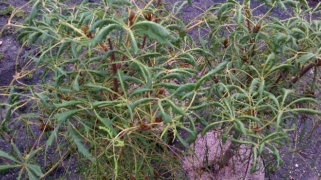Aesculus 'Laciniata' Smalbladige Paardekastanje