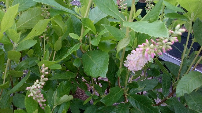 Clethra alnifolia 'Hokie Pink' Schijnels