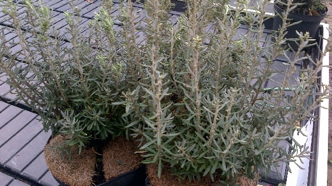 Chiliotrichum diffusum 'Siska' Chileense Margriet