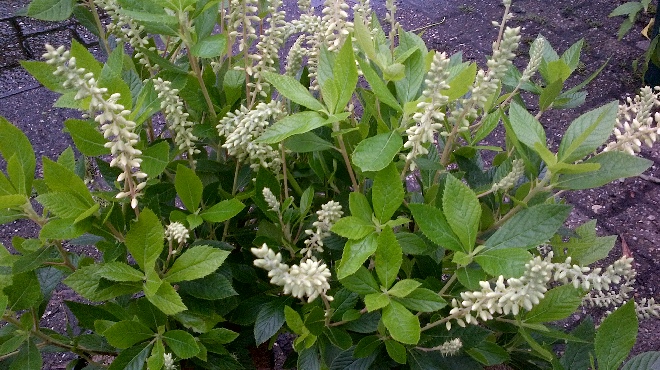 Clethra alnifolia 'Hummingbird' clethra