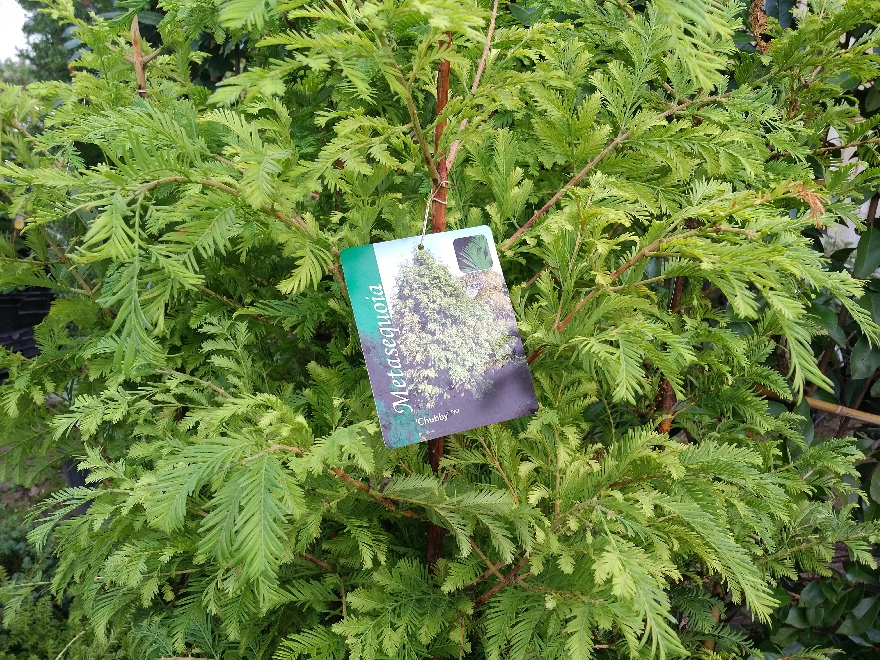 Metasequoia glyptostroboides 'Chubby' Goudgele Watercypres, Moerascypres
