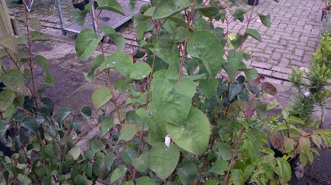 Cercidiphyllum japonicum 'Rotfuchs' Katsuraboom