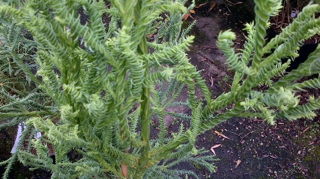Cryptomeria japonica 'Rasen' 