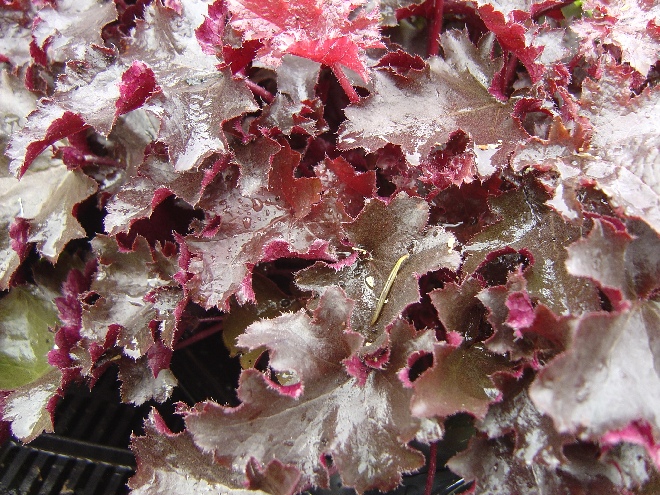 Heuchera 'Crimson Curls' Heuchera