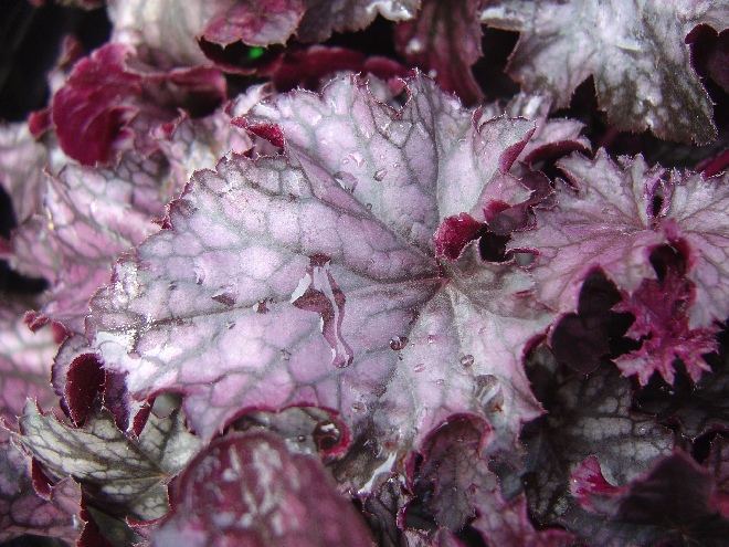Heuchera  'Blackberry Jam' Heuchera