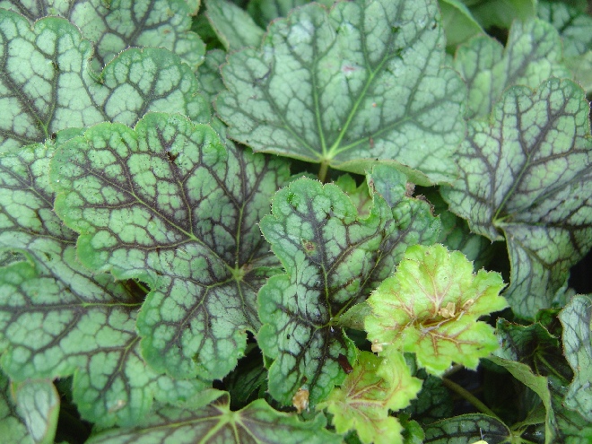Heuchera  'Green Spice' Heuchera