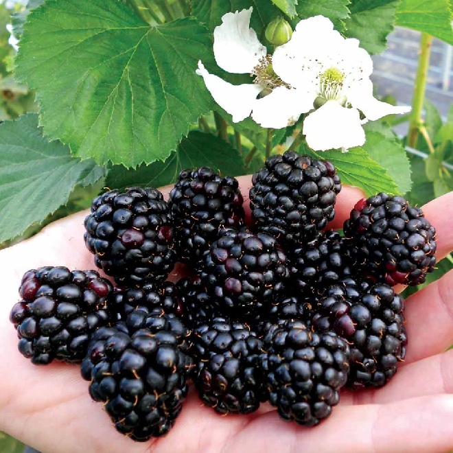 Rubus 'Reuben'  Primocane Braam (vroegdragend)