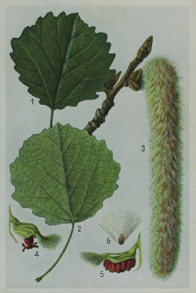 Populus tremula Ratelpopulier, Trilpopulier, Esp