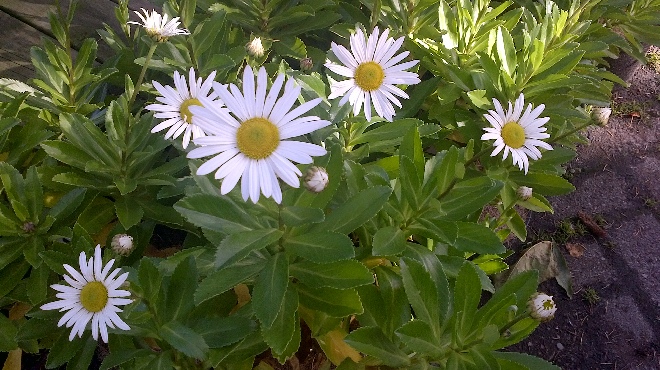 Nipponanthemum nipponicum Japanse Margriet