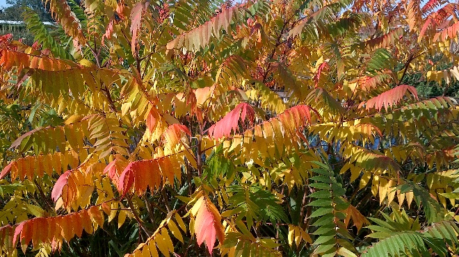 Rhus typhina Fluweelboom, Chinese Sumac Boom, Azijnboom