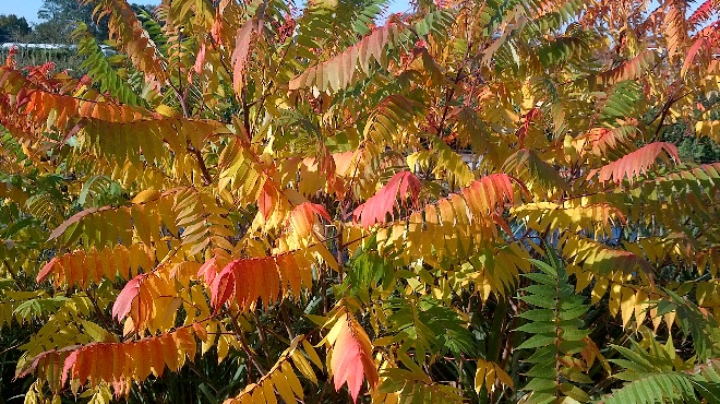 Rhus typhina Fluweelboom, Chinese Sumac Boom, Azijnboom