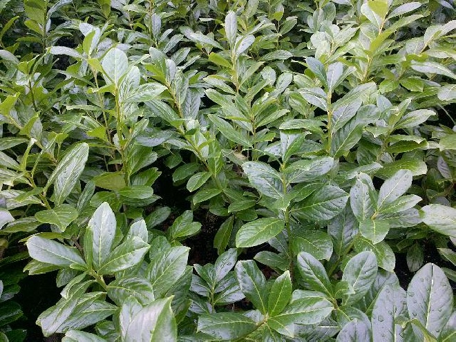 Prunus laurocerasus 'Novita' Laurierkers Bladhoudend