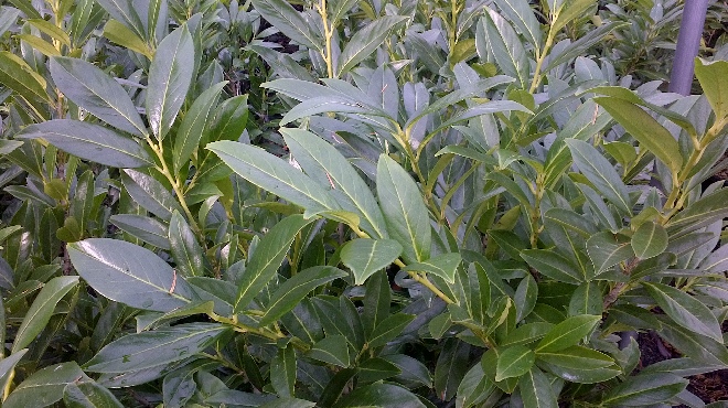 Prunus laurocerasus 'Caucasica' Laurierkers, Haaglaurier