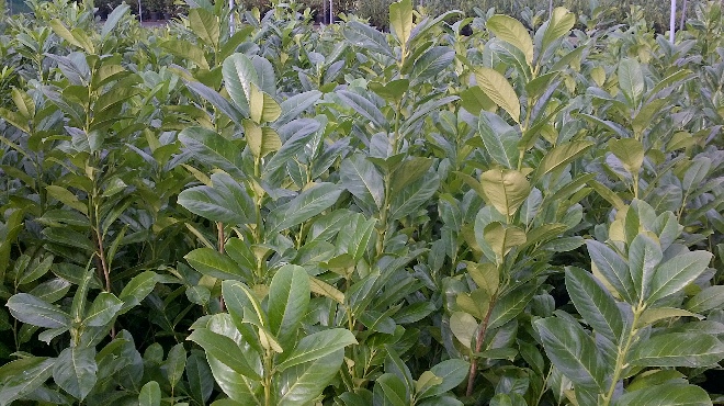 Prunus laurocerasus 'Rotundifolia' Laurierkers, Haaglaurier
