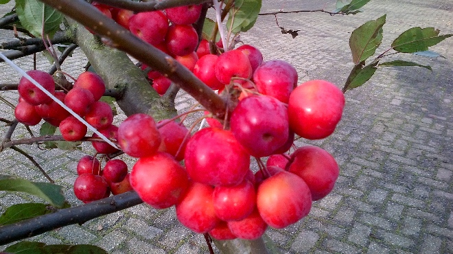 Malus 'Red Sentinel' Sierappel