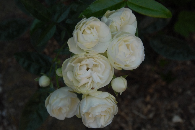 Rosa 'Spekren' (Crystal Fairy) (Bodembedekkende Roos) Witte Bodembedekkende Roos