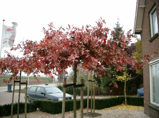 QUERCUS PALUSTRIS (MOERASEIK) (DAK-EIK) MOERASEIK